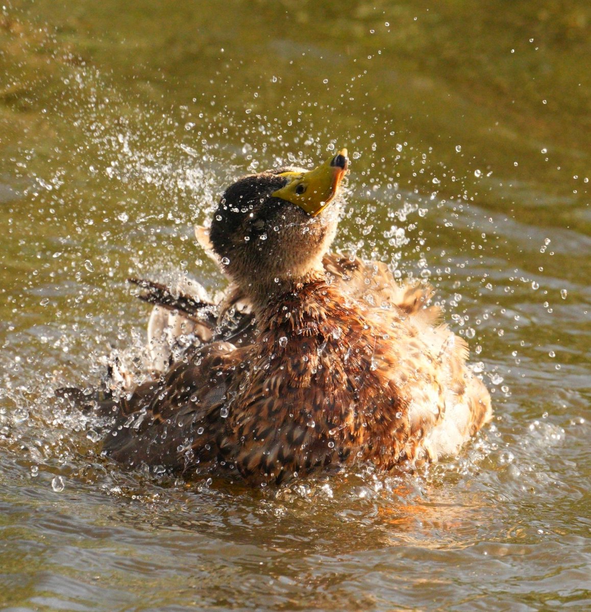 malphesius's tweet photo. Happy #MallardMonday folks.
Have a good one ๐
#TwitterNatureCommunity #duckday #birding #birdwatching #naturelovers #scottishwildlife #BirdsOfTwitter #birdphotography https://t.co/JDrasZdxVz