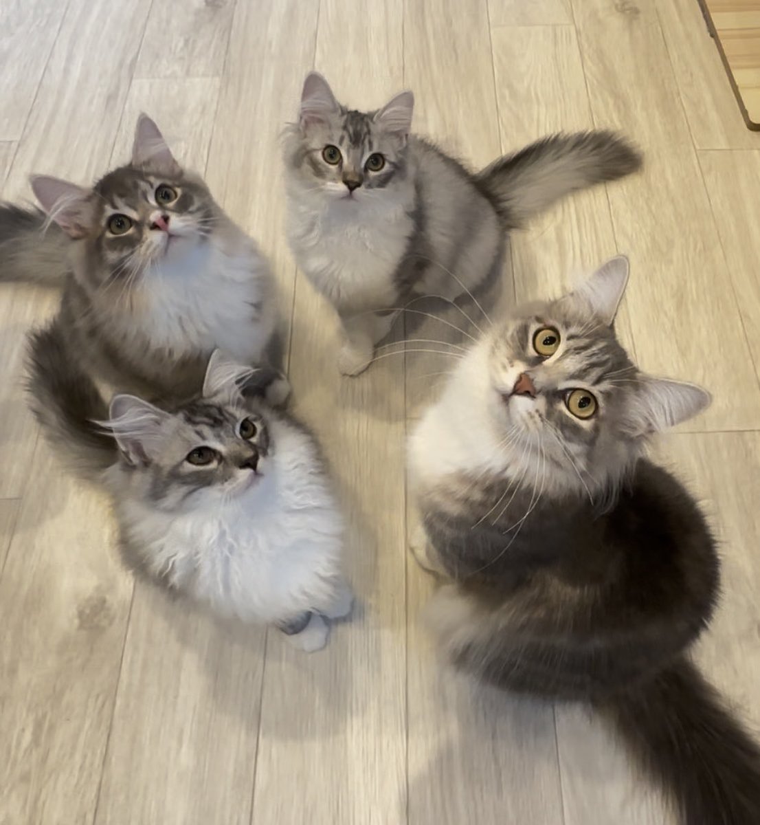 CATLAND Vivi (@Vivi_siberian) / Posts / X