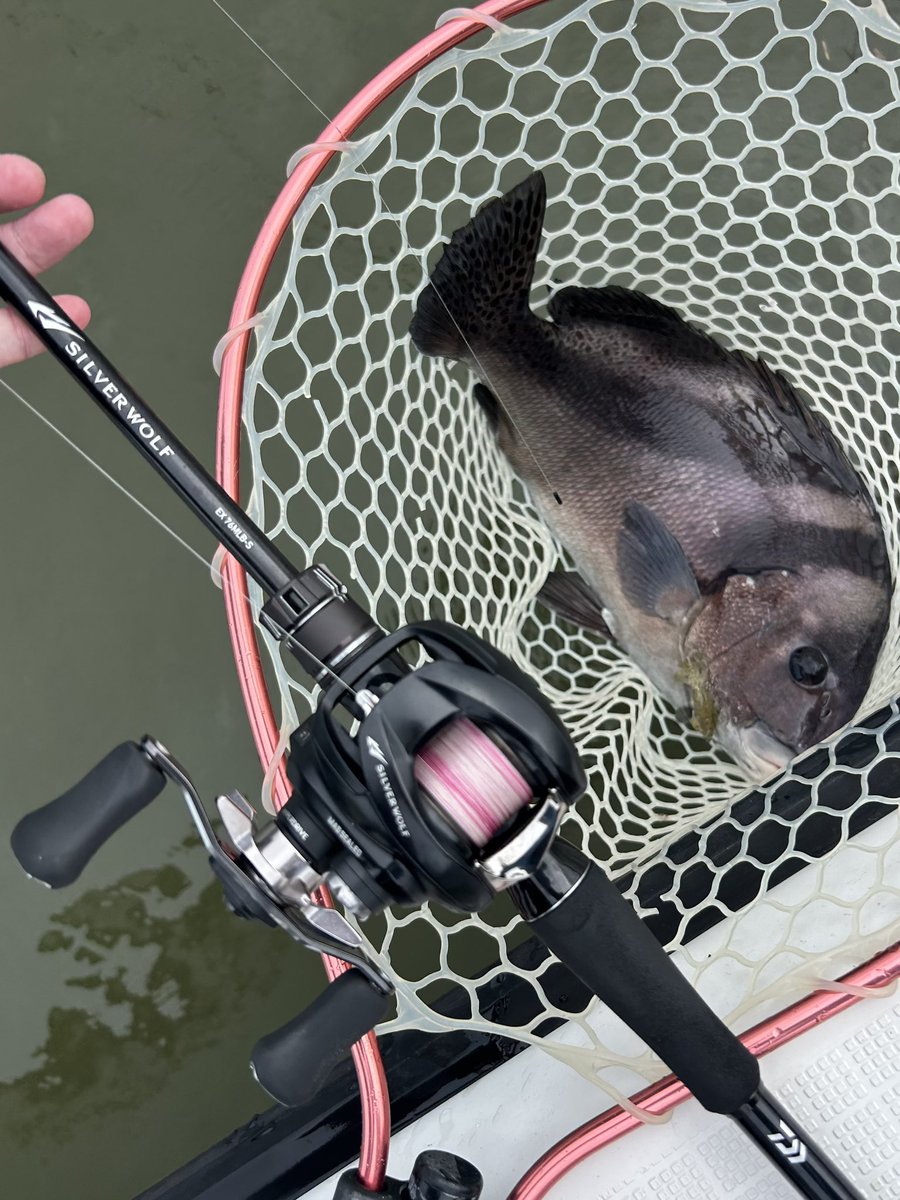 OrangeFishing's tweet photo. チニングのレアゲスト登場🍊
#ボートチニング #チニング #オレンジフィッシングボート #daiwa #シルバーウルフ #匠ベアリング #キビレ #アーバンシュリンプ #サンドシュリンプ #EX76 #AIR71 #pr https://t.co/kKoFXuw0XZ