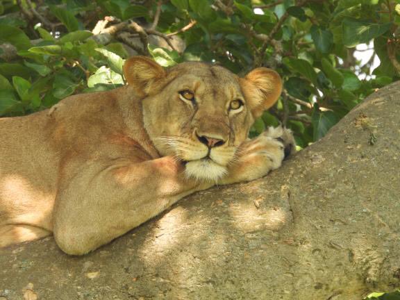 Encounterafric's tweet photo. The medley of wonders.
#queenelizabethnationalpark #lions #treeclimbinglions #liontracking #wildlife #wildifesafaris #gamedrives #gamedrivesightings #ishashasector #wildlifeencounter #wildlifephotography #safaris #tours #safariinuganda # https://t.co/jQusWWEka3