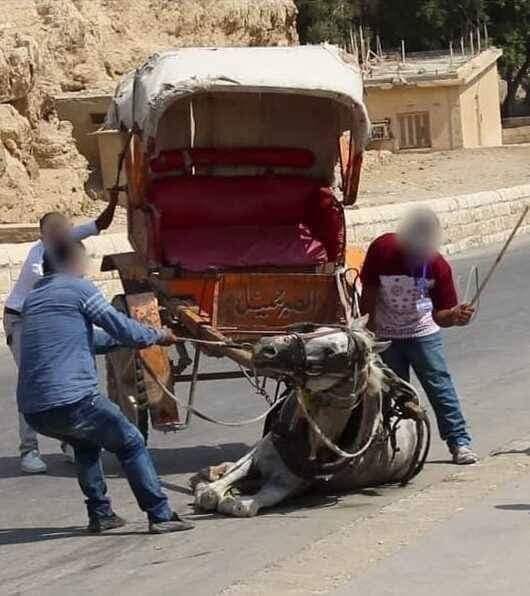El turismo con animales es ESTO👇 

Crueldad para maximizar paseos y si el caballo se derrumba, se levanta a palos, como sucede en el entorno de las Pirámides, en #Egipto.