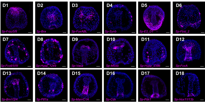 Development (@dev_journal) on Twitter photo Integrative multi-omics increase resolution of the sea urchin posterior gut gene regulatory network at single-cell level
Read this Research Article by Danila Voronov <a href="/DanVoronov/">Danila Voronov</a>, Maria Ina Arnone <a href="/ArnoneLab/">Arnone Lab</a> and colleagues:
journals.biologists.com/dev/article/15… Integrative multi-omics increase resolution of the sea urchin posterior gut gene regulatory network at single-cell level
Read this Research Article by Danila Voronov <a href="/DanVoronov/">Danila Voronov</a>, Maria Ina Arnone <a href="/ArnoneLab/">Arnone Lab</a> and colleagues:
journals.biologists.com/dev/article/15…