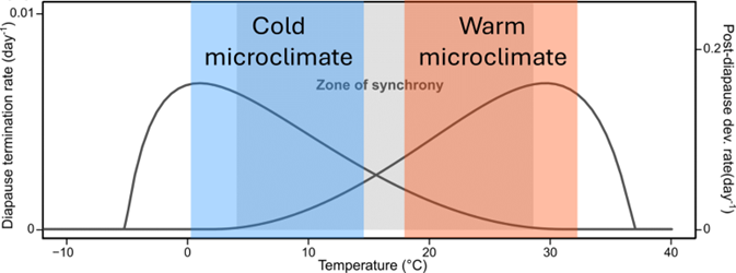 vonSchmalensee's tweet photo. This could potentially act to #synchronize spring #emergence across spatially heterogeneous environments, since cold #microclimates will have rapid termination and slow post-diapause development, and vice-versa in warm microclimates. https://t.co/E0LeWyAyur