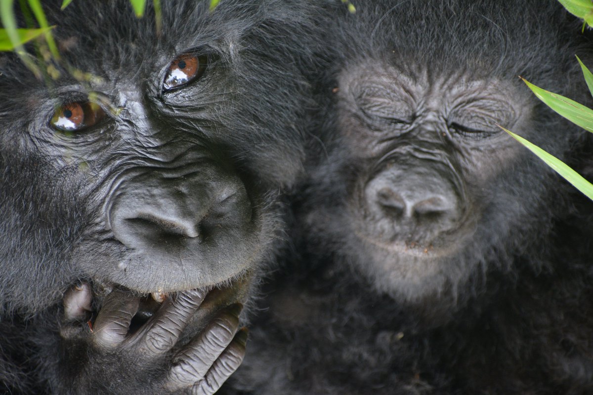 🌿👀 The eyes of a gorilla tell stories of family, resilience, and the wild. Witness this profound connection on a Gorilla Safari in Uganda. Every safari helps protect these magnificent creatures. 🦍✨ #EyesOfAGorilla #GorillaSafari #Uganda #WildlifeConservation #TravelAfrica