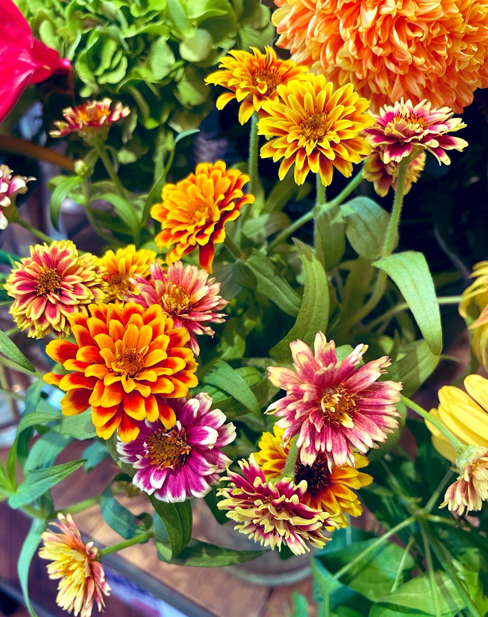 S0rair0__Banbi's tweet photo. 今日出会ったお花達 ❀
#flowers #flowerphotography
#花が好き #florist #flowerdesigner https://t.co/FaRZMK7Yqs