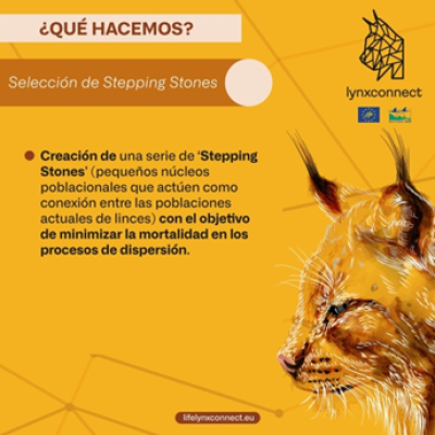 LifeLynxconnect's tweet photo. 💪🐾 La creación de una serie de 'Stepping Stones' (pequeños núcleos poblacionales que actúen como conexión entre las poblaciones actuales de linces) nos ayuda a minimizar la mortalidad en los procesos de dispersión.
#LYNXCONNECT #LinceIbérico #ProyectoLIFE https://t.co/sofUaId6ZQ