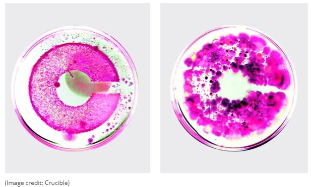The most experimental logo of the year was grown from live bacteria by the drinks consultancy and flavour laboratory #Crucible

Find out more via @creativebloq
creativebloq.com/design/logos-i…

 #ExperimentalArt #BacteriaArt #DesignInnovation #ArtAndScience #InnovativeDesign