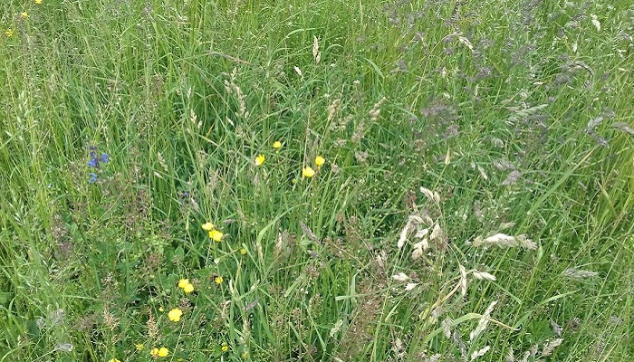 Teagasc (@teagasc) on Twitter photo Dr Catherine Keena, <a href="/TeagascEnviron/">Teagasc Environment</a> Countryside Management Specialist joins the latest episode of #TheEnvironmentEdge podcast to discuss natural and semi-natural grassland. Listen in here bit.ly/4dKxD2G Dr Catherine Keena, <a href="/TeagascEnviron/">Teagasc Environment</a> Countryside Management Specialist joins the latest episode of #TheEnvironmentEdge podcast to discuss natural and semi-natural grassland. Listen in here bit.ly/4dKxD2G