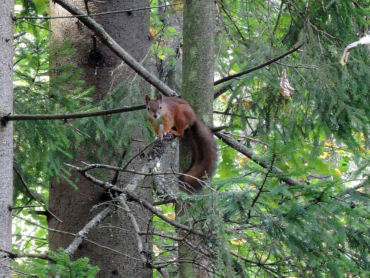 okora's tweet image. Белка