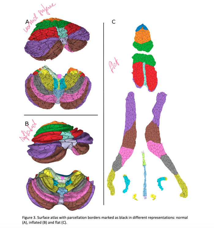 CNSeminars's tweet image. 🧠☕️ Just wrapped up another #Neuroccino Journal Club session! Today, we discuss the latest #cerebellar #atlas, and wow—talk about brainy topography! If you missed it, catch the replay:
🔗 biorxiv.org/content/10.110…
📽️ youtube.com/watch?v=-0QsGZ…
#Neuroscience #BrainAtlas #Cerebellum