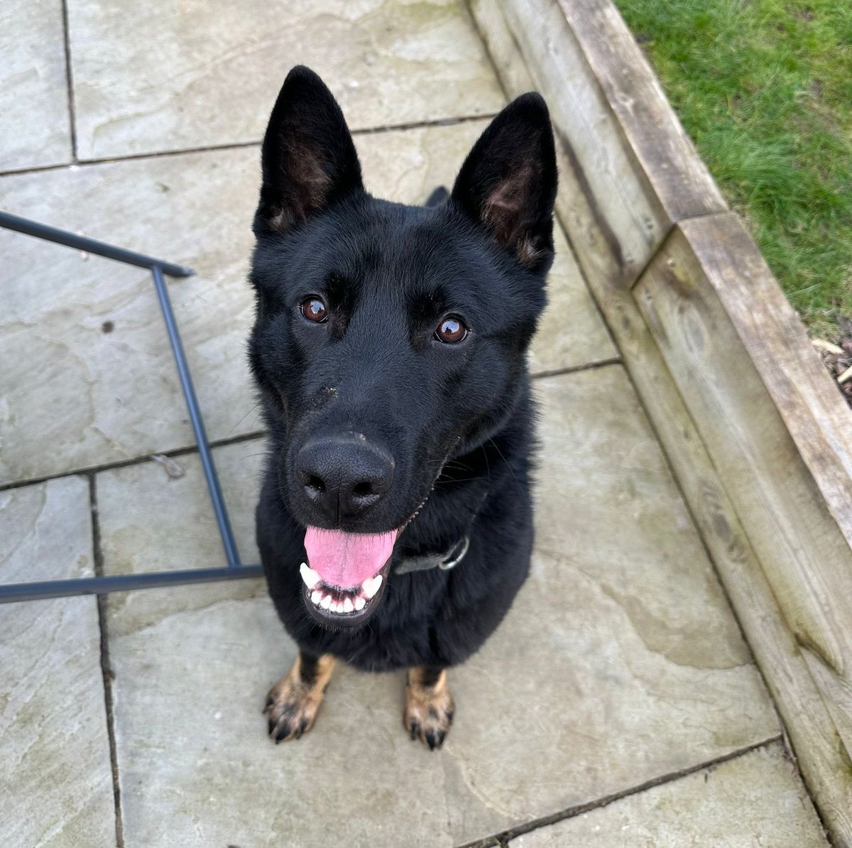 Northants Police Dog Section tweet media