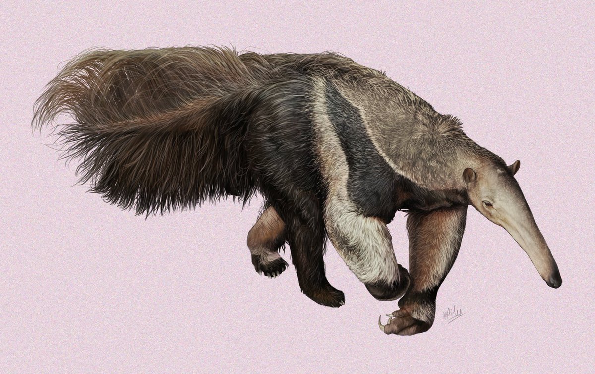 atarialart's tweet photo. got my anteater painting finished! was def tricky to paint the fur https://t.co/pa4zuXZPws