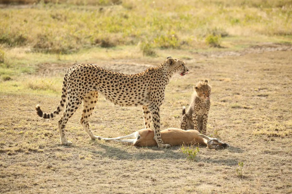 Serengeti Cheetah (@serengeticheeta) on Twitter photo Grace and her cub, savoring the rewards of their speed and strength.
#wildlifephotography <a href="/SarahMDurant/">Prof Sarah Durant</a> <a href="/hmk_oneill/">Dr Helen O'Neill</a> <a href="/AnneWHilborn/">Anne Hilborn</a> <a href="/CCIAfrica/">Africa Range Wide Cheetah Conservation Initiative</a> <a href="/MunisiKelvin/">kelvin munisi</a> <a href="/OfficialZSL/">ZSL</a> Grace and her cub, savoring the rewards of their speed and strength.
#wildlifephotography <a href="/SarahMDurant/">Prof Sarah Durant</a> <a href="/hmk_oneill/">Dr Helen O'Neill</a> <a href="/AnneWHilborn/">Anne Hilborn</a> <a href="/CCIAfrica/">Africa Range Wide Cheetah Conservation Initiative</a> <a href="/MunisiKelvin/">kelvin munisi</a> <a href="/OfficialZSL/">ZSL</a>