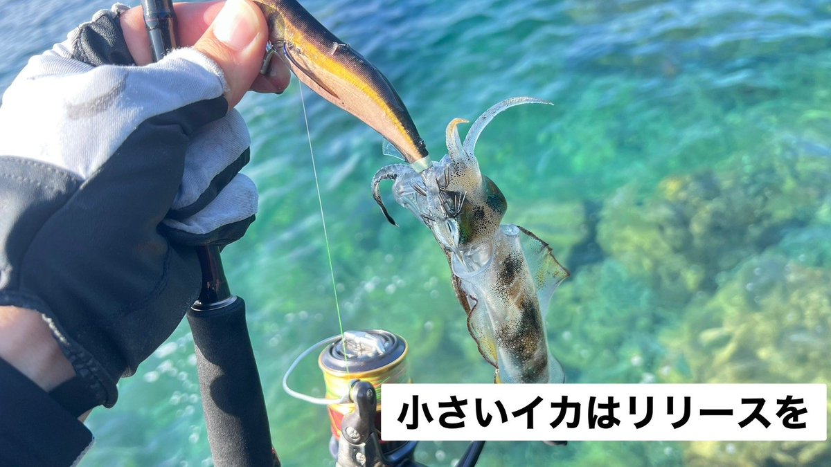 D_ANGLERS's tweet photo. #アオリイカ #淡路島
淡路島でアオリイカ釣りをする皆様
今年も全域で9月末までが全サイズリリース推奨期となります。
年々、イカの卵の着きが悪くなっている地域もあります。
期間中は出来る限り、イカ釣りはせず資源増大へご協力をお願い致します。

また、15cm未満やメスのイカは
出来る限りリリースをお願い致します。

ご協力、よろしくお願い致します。