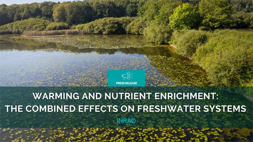 INRAE_International (@inrae_intl) on Twitter photo #PR_INRAE The results of a large-scale study published in <a href="/Ecology_Letters/">Ecology Letters</a> highlight the importance of monitoring the combined effects of nutrient enrichment and climate warming on freshwater ecosystems. These 2 stress factors reduce the diversity of freshwater food-webs and lead #PR_INRAE The results of a large-scale study published in <a href="/Ecology_Letters/">Ecology Letters</a> highlight the importance of monitoring the combined effects of nutrient enrichment and climate warming on freshwater ecosystems. These 2 stress factors reduce the diversity of freshwater food-webs and lead
