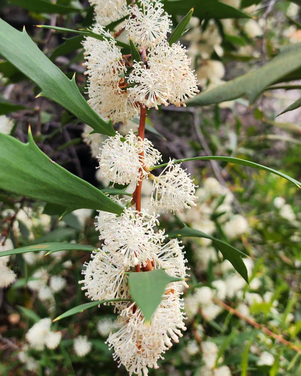 Botanic Gardens SA tweet media