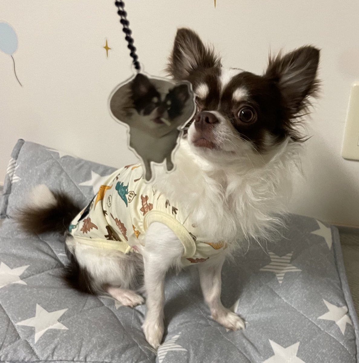 反社チワワアクキー届いた！
スゲェ時代になったもんだと感動している😭