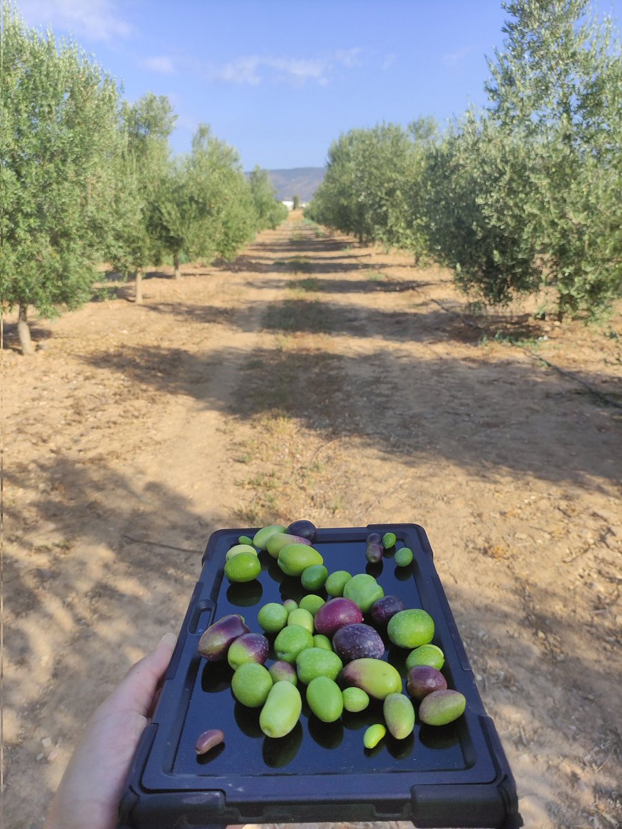 Frangoga's tweet photo. El campo del #BMGO @IfapaJunta plantado en 2019 ya nos muestra todo su potencial de diversidad. Un árbol, un fruto.
#olivo #variedades #variabilidad https://t.co/AfJrwnUsyp