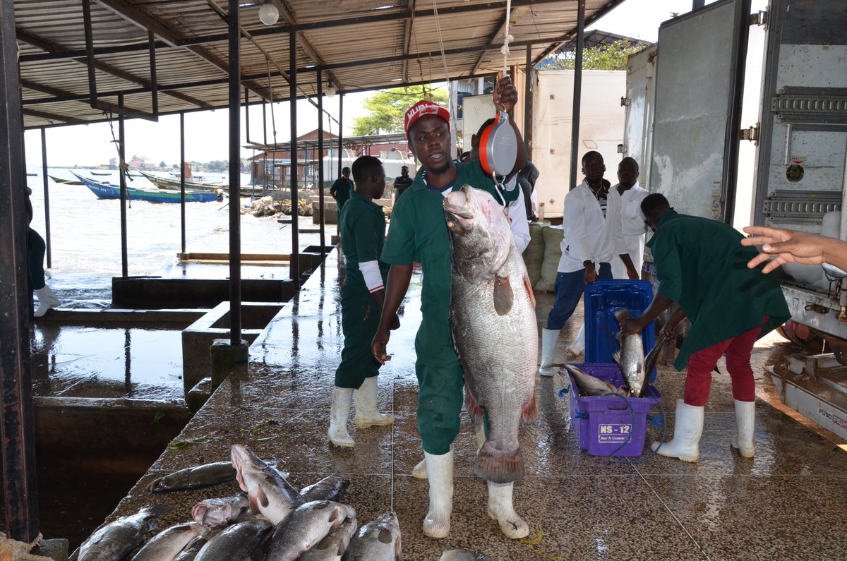 #MAAIFAdvisory ⚓: A downloadable version of guidelines for infection prevention and appropriate antimicrobial use in the animal sector, for Fish Farming 🐟, is available on the MAAIF Website. 

Link: agriculture.go.ug/wp-content/upl…