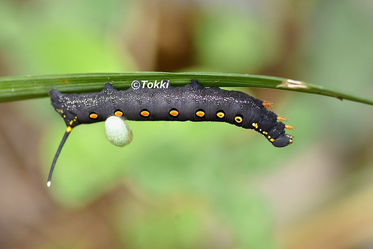 寄生虫 512y8OWYZeL._UF350,350_QL50_.jpg