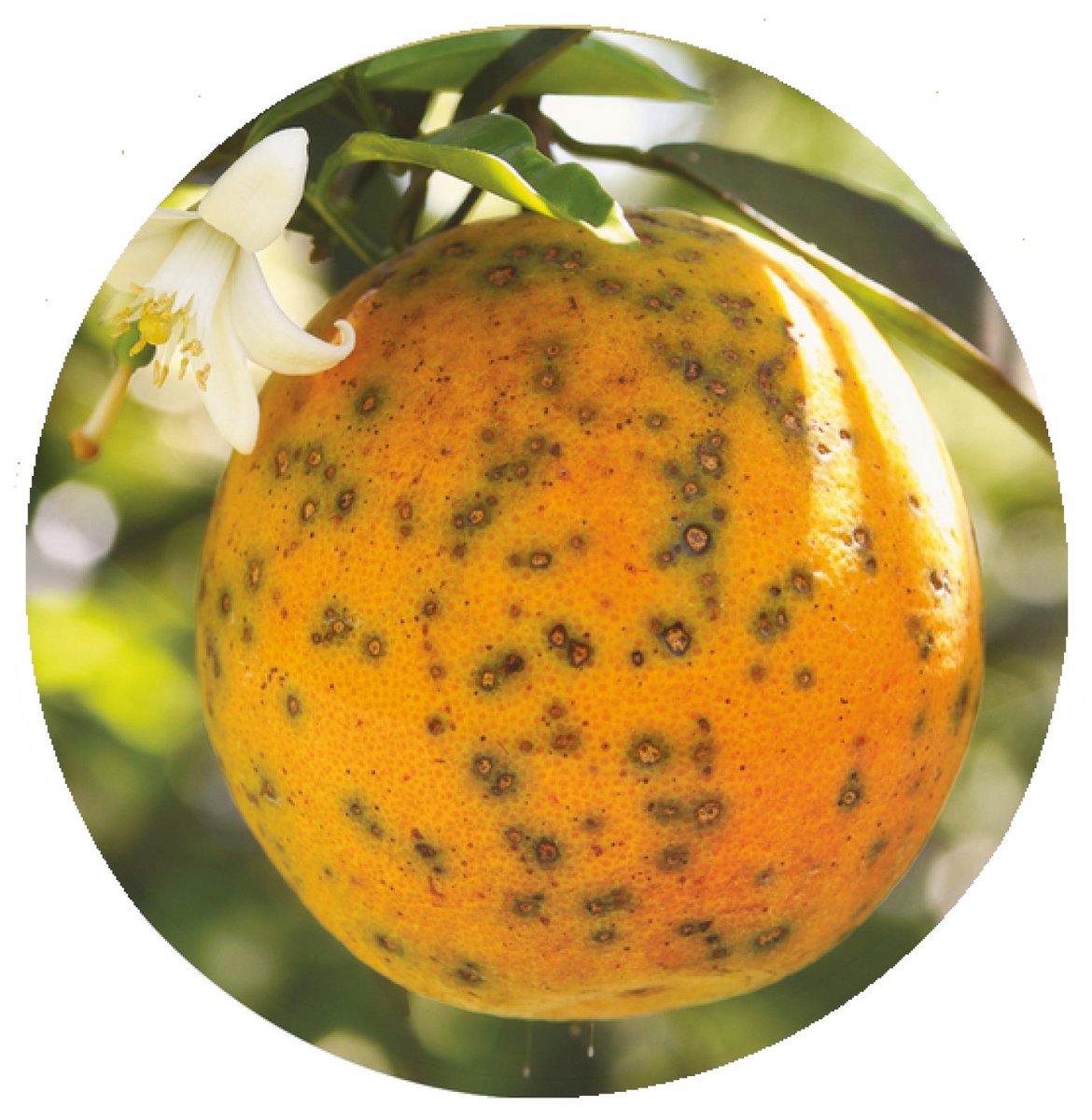 Sensors_MDPI's tweet image. Using Mobile Edge AI to Detect and Map Diseases in Citrus Orchards
mdpi.com/1424-8220/23/4…
#edgeAI #mobileedgecomputing #deeplearning #citrusorchards