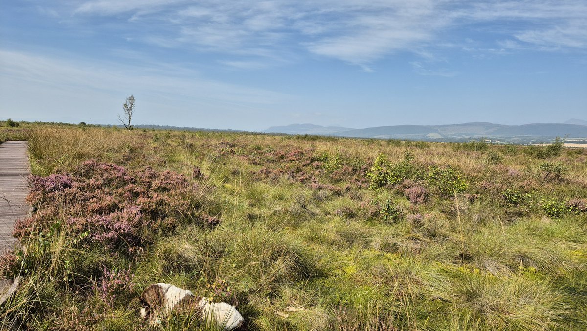 Flanders Moss in Scotland looking lovely in the sunshine this past weekend - including another #bogdog

📸 taken by the public as part of the Tracking the Colour of Peatlands project

#PeatTwitter #PeatColours