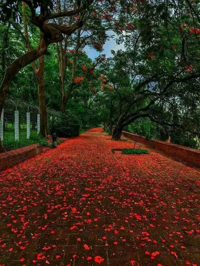 তোমার শেষ গন্তব্য স্থান,
                আমার বুকে🌹