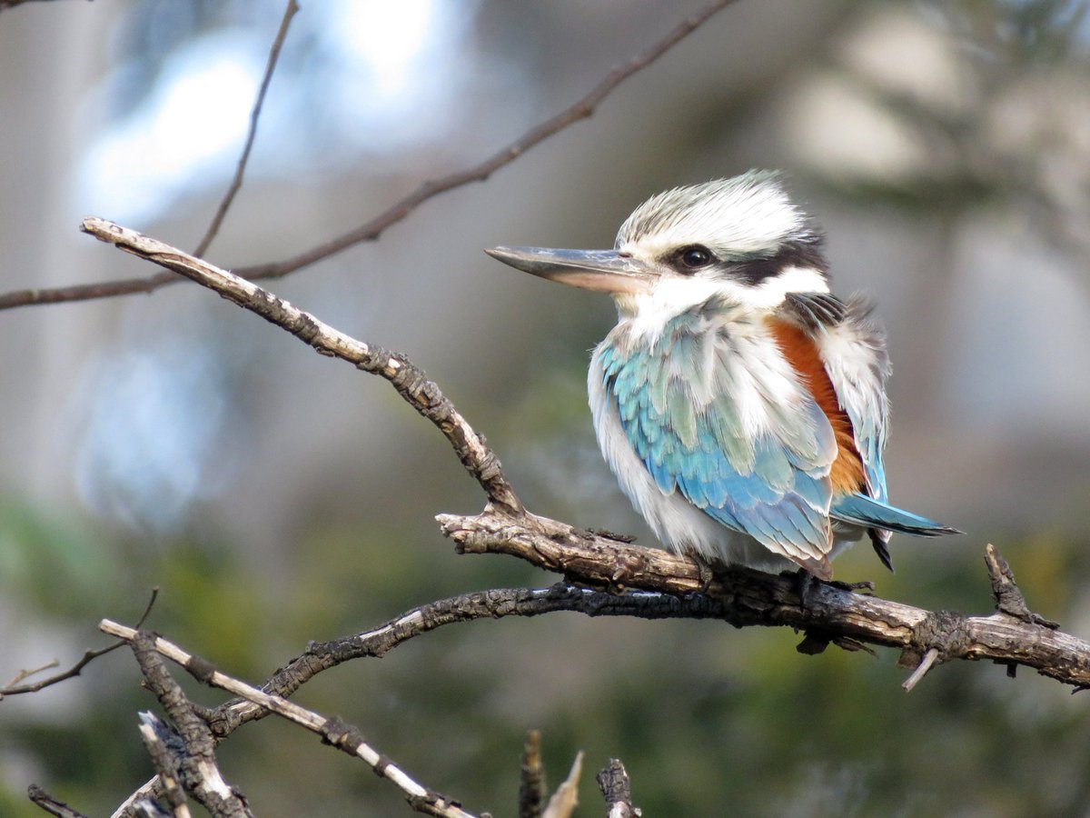 Bird Michael From Twitt℮r tweet media