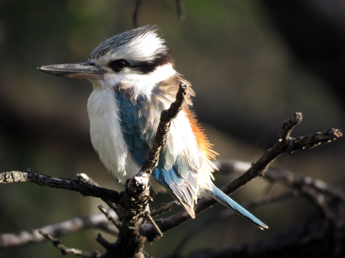 Bird Michael From Twitt℮r tweet media