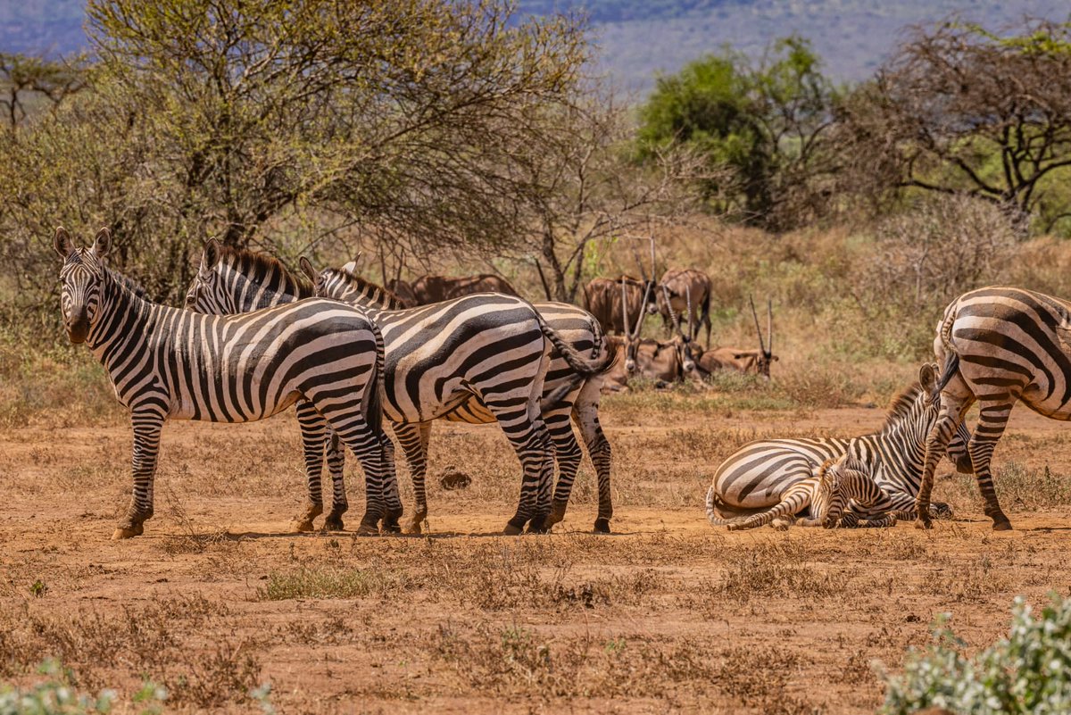 An unforgettable 11-day safari adventure that combines the breathtaking landscapes of Amboseli, Masai Mara, and the relaxing white sandy paradise of Zanzibar. 

gokenyasafari.com/11-days-10-nig…