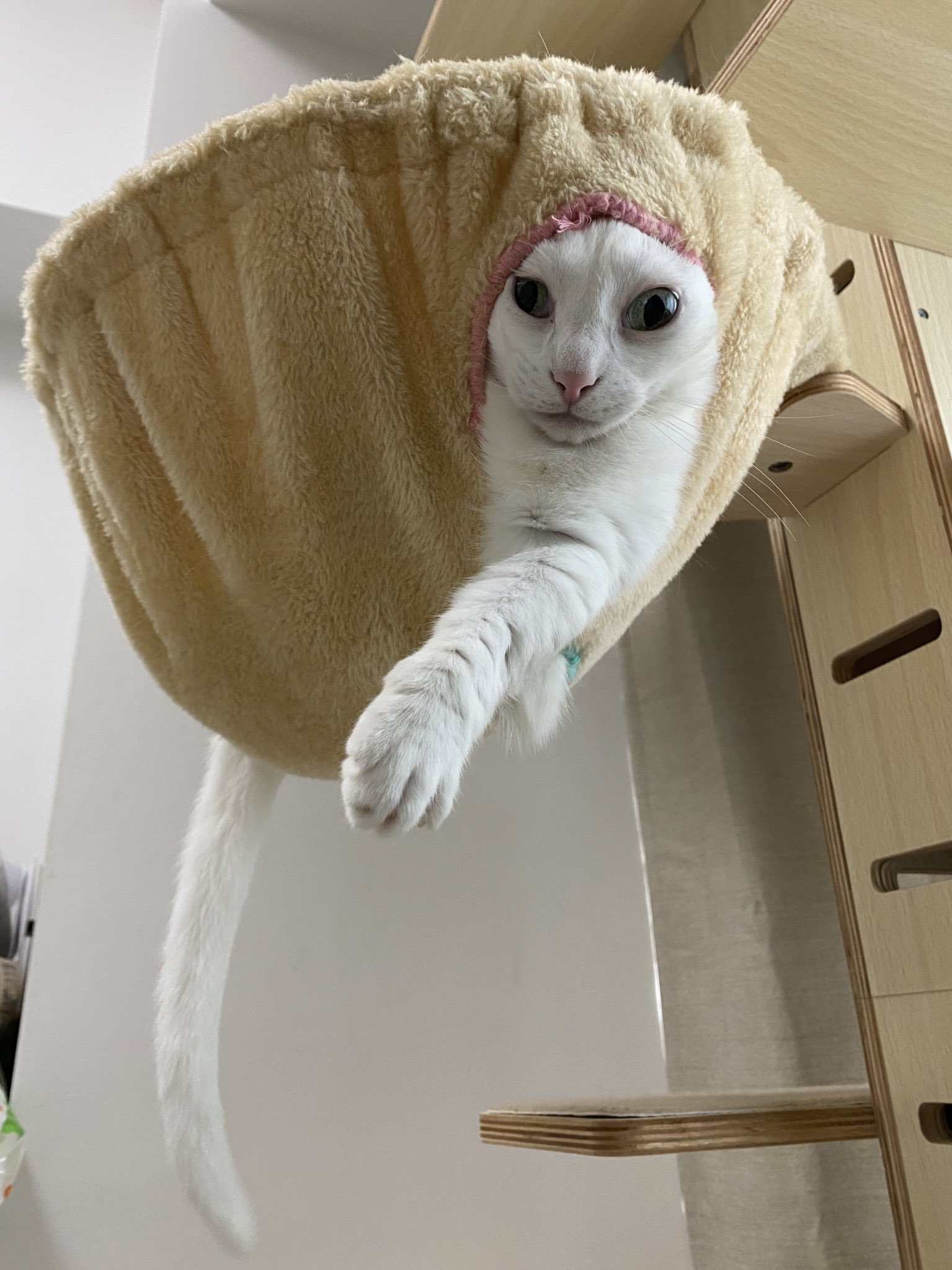 化け猫 - Search / X