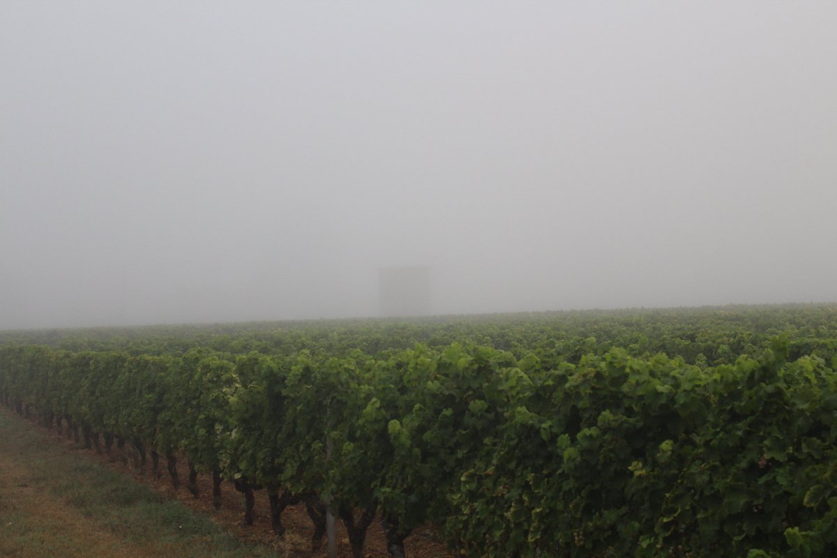 ChateauCoutet's tweet photo. ☁️The fog is here !
The well-known and renowned Barsac & Sauternes fog is crucial for the development of our precious #BotrytisCinerea (noble rot) - or rather should we say #beautrytis !😎🍇
#coutet #mycoutet #chateaucoutet #microclimat #frenchterroir #instasauternes https://t.co/cGLBqe3lXq