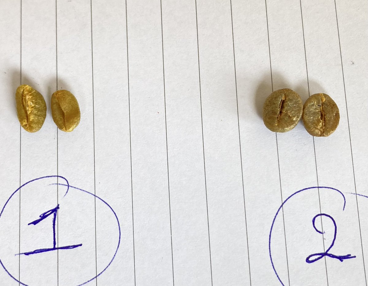 CoffeeMindsHub's tweet photo. Can you name the coffee types? 

@African2child @_AfricaCoffee @MichaelHarrisPH @BrewedMountain 

#coffeeeducation #CoffeeLovers #qgrader https://t.co/OCzz61Pmhf