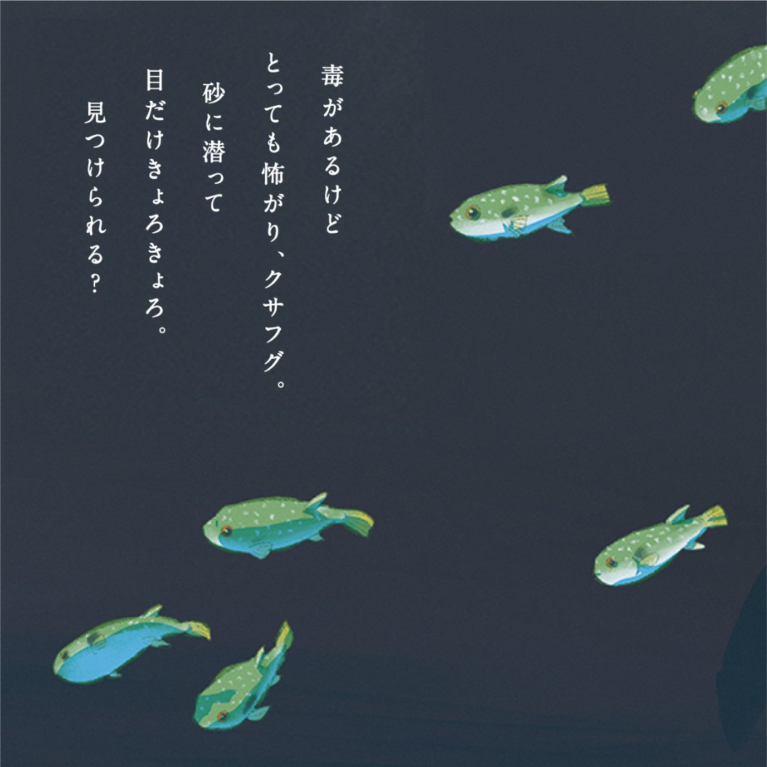 Kobe_SumaSea's tweet photo. 🐬海の生きもの ひみつシリーズ⑭🐬

「クサフグ」

毒があるけどとっても怖がり、クサフグ。
砂に潜って目だけきょろきょろ。
見つけられる？

#クサフグ #神戸須磨シーワールド #水族館 #神戸 #神戸須磨 #須磨シー #スマシー #西日本唯一 #神戸観光 #関西観光 #日本観光 #神戸旅行 #kobe #kobesumaseaworld #aquarium