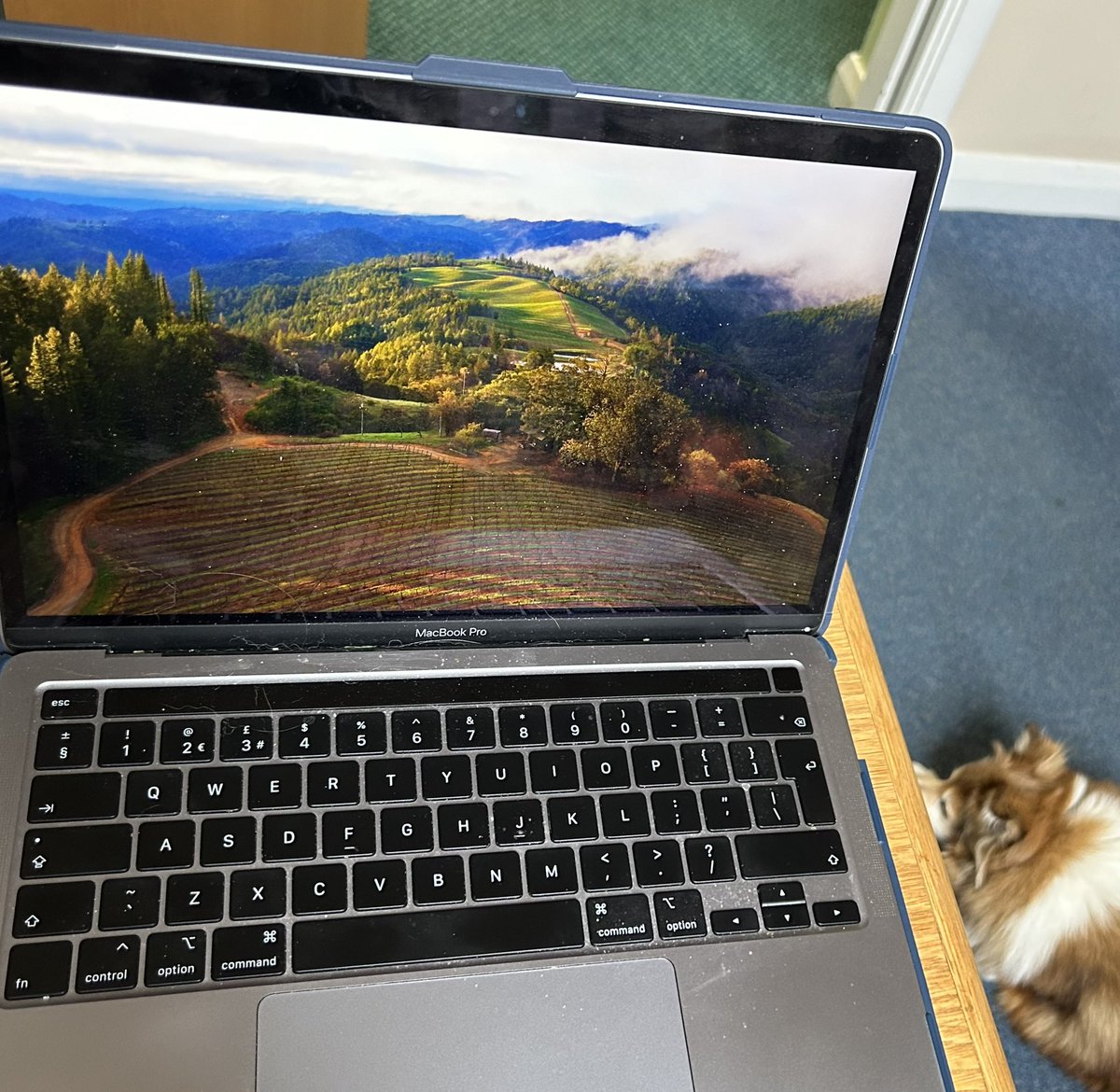 KnittingNun's tweet image. This morning sees me at my computer with Mia snoozing beside me.  We have been out for a walk. 
#SimplyLife #Choice4God #NunsOfTwitter