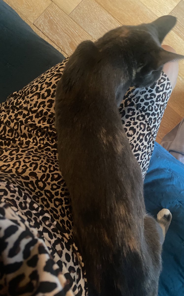 KittensCam's tweet image. I’m too small to be a cat bed - I’m not fit for purpose 🙀

#thinlizzie #fairycatmother #theeight #catsofX #adoptdontshop #kittenCam #kittensofX #cats #kittens #cute #fosteringsaveslives #kittensofinstagram #catsofinstagram 🐾