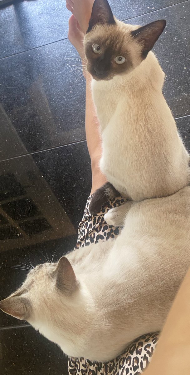 KittensCam's tweet image. I’m too small to be a cat bed - I’m not fit for purpose 🙀

#thinlizzie #fairycatmother #theeight #catsofX #adoptdontshop #kittenCam #kittensofX #cats #kittens #cute #fosteringsaveslives #kittensofinstagram #catsofinstagram 🐾