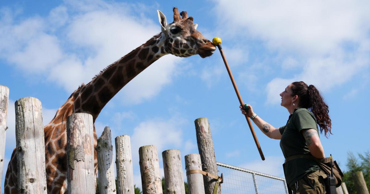ScotlandIskocya's tweet photo. Scottish safari giraffes get health boost through training scheme https://t.co/paK0HrOLCX https://t.co/tvo1zW8mll