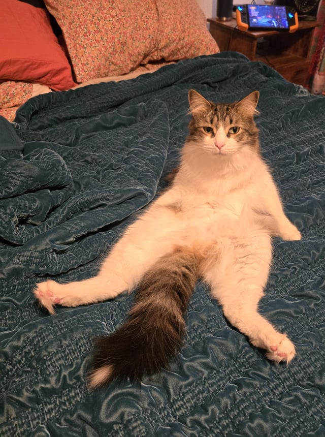 Cats are weird... dlvr.it/TChkQS