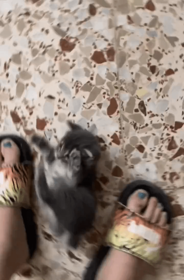 Kitten asks for more belly rubs..🐈🐾 dlvr.it/TChkVK