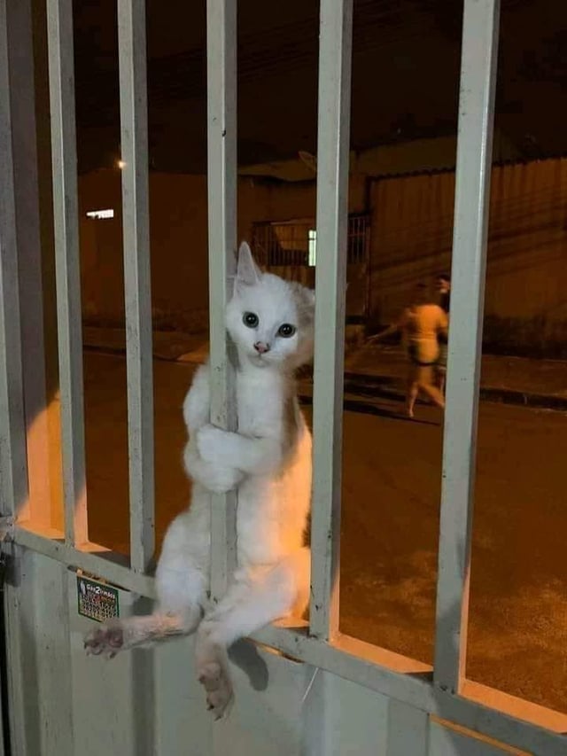 Our cat was missing for a week, and last night, we found her like this in our gate 😭 dlvr.it/TChkVq