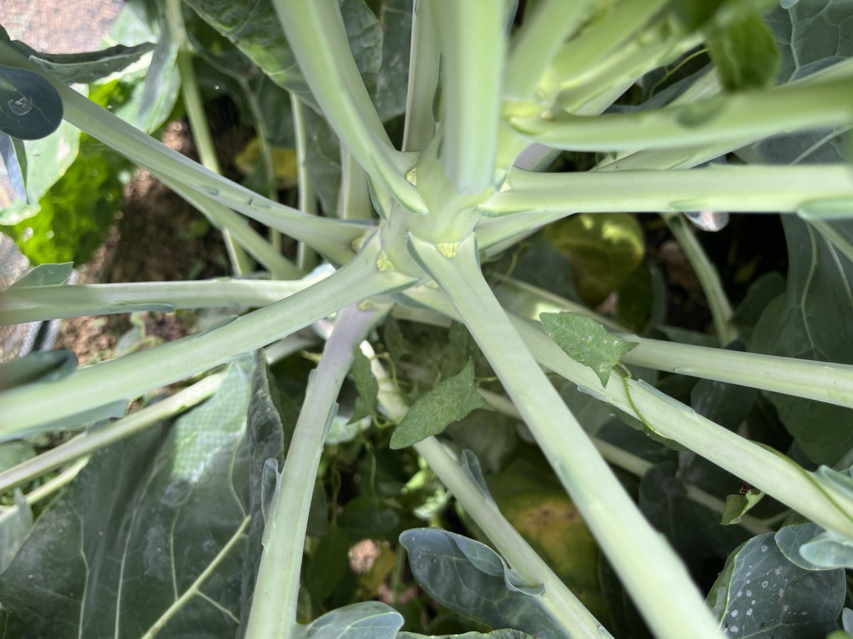 allotmentonline's tweet image. Our Brussels Sprouts are starting to form and the plants are thriving! 

Sprouts are a bit like marmite - love them or hate them, which one are you? 

allotmentonline.co.uk/growing-brusse…

#brusselssprouts #growingsprouts #allotmentfood #growyourown