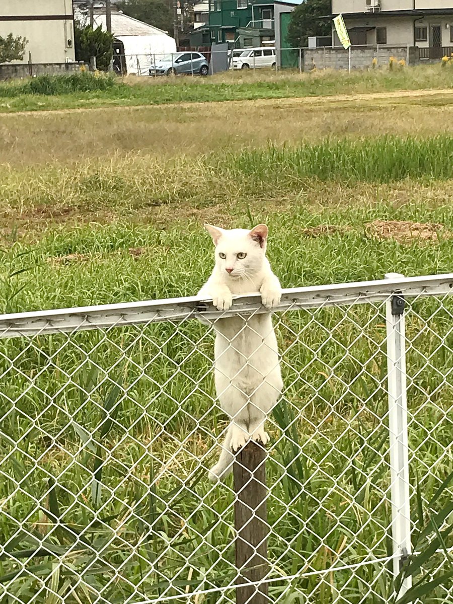 kantetsu_info's tweet image. 夕方、ぬこ警備員が旧関鉄本社の解体を見守っていました👮