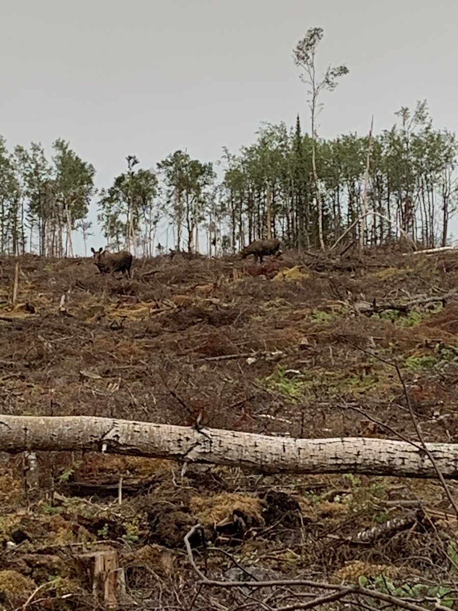 You won’t beat a couple days at the cabin. It’s always pretty relaxing.