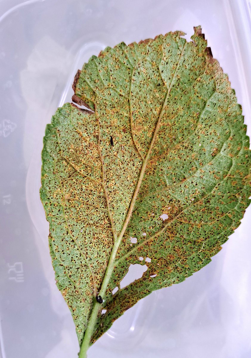Transzchelia pruni-spinosa what a great name! Shame about the plums.