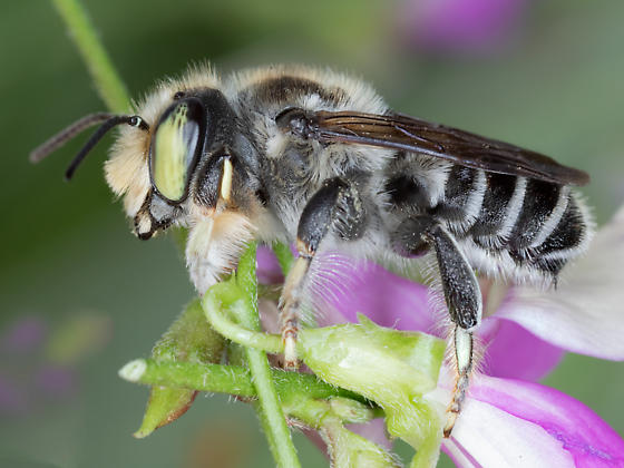 Congrats @Jenn_dRose getting your MSc work on the genomics of Bermuda bees published! 🎉 resjournals.onlinelibrary.wiley.com/doi/10.1111/ic… 
Jenn designed the project, got samples, and learned genomics! #ProudSupervisor 
Also, check out the coverage in The Bermudian! 🇧🇲  
tinyurl.com/4azvztdm #Bermuda