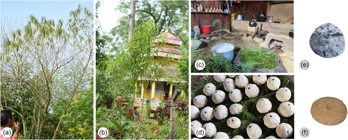 plantspplplanet's tweet image. The medicinal plant Buddleja asiatica and its relation to the welfare of local people in the Pan-Himalayan region: Past, present, and future perspectives

Bishal Gurung, et al.

📖 nph.onlinelibrary.wiley.com/doi/10.1002/pp…

Societal Impact Statement also available in 🇨🇳 and 🇳🇵