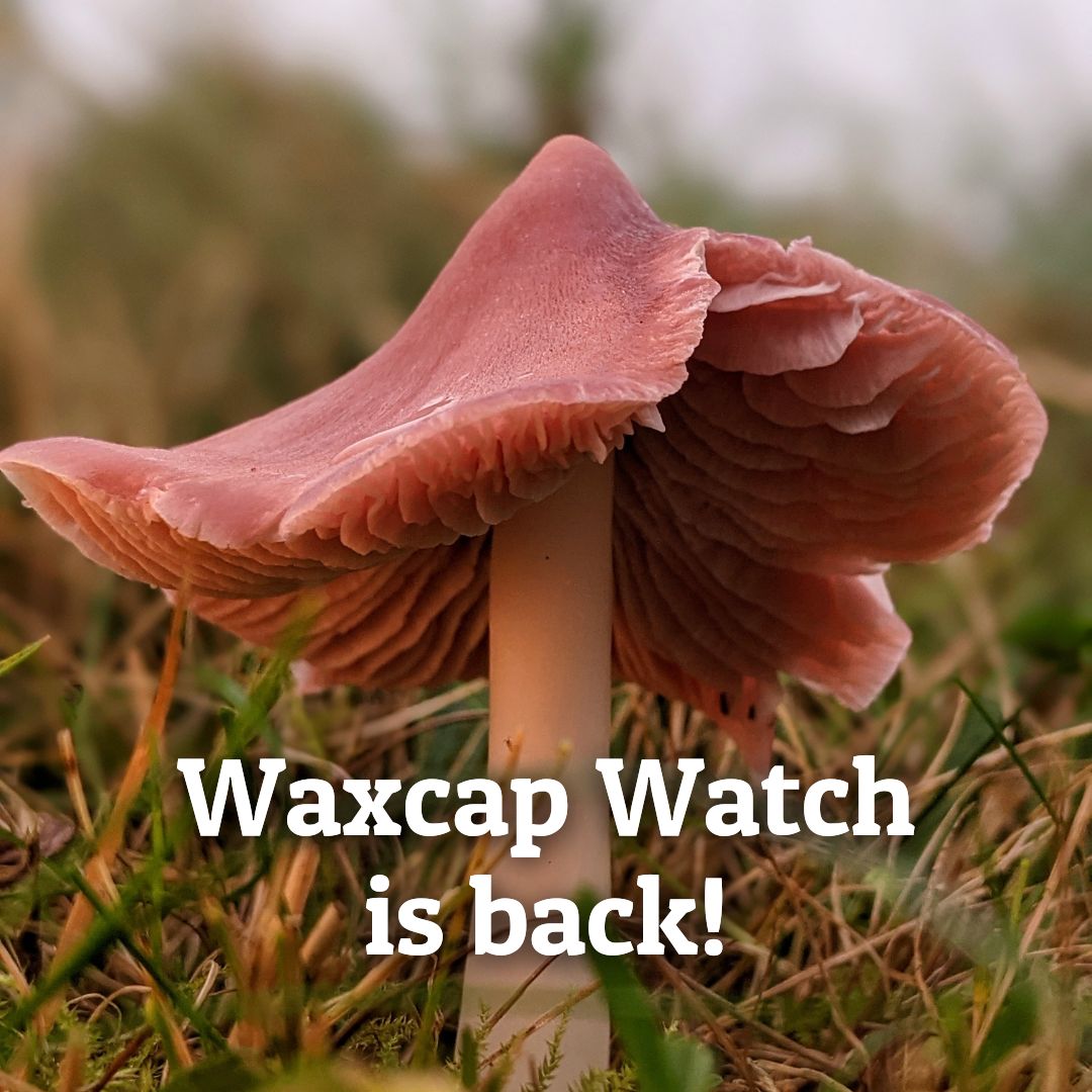 Plantlife tweet media