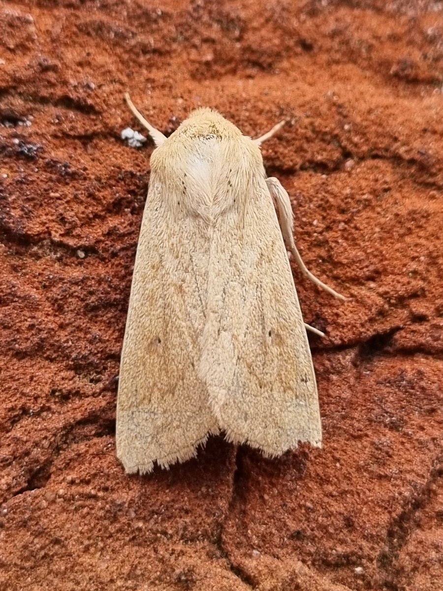 lizardschwartz's tweet photo. Couple new moths for me this morning - Palpita vitrealis and Delicate #moffs https://t.co/rwLZ5UofhQ