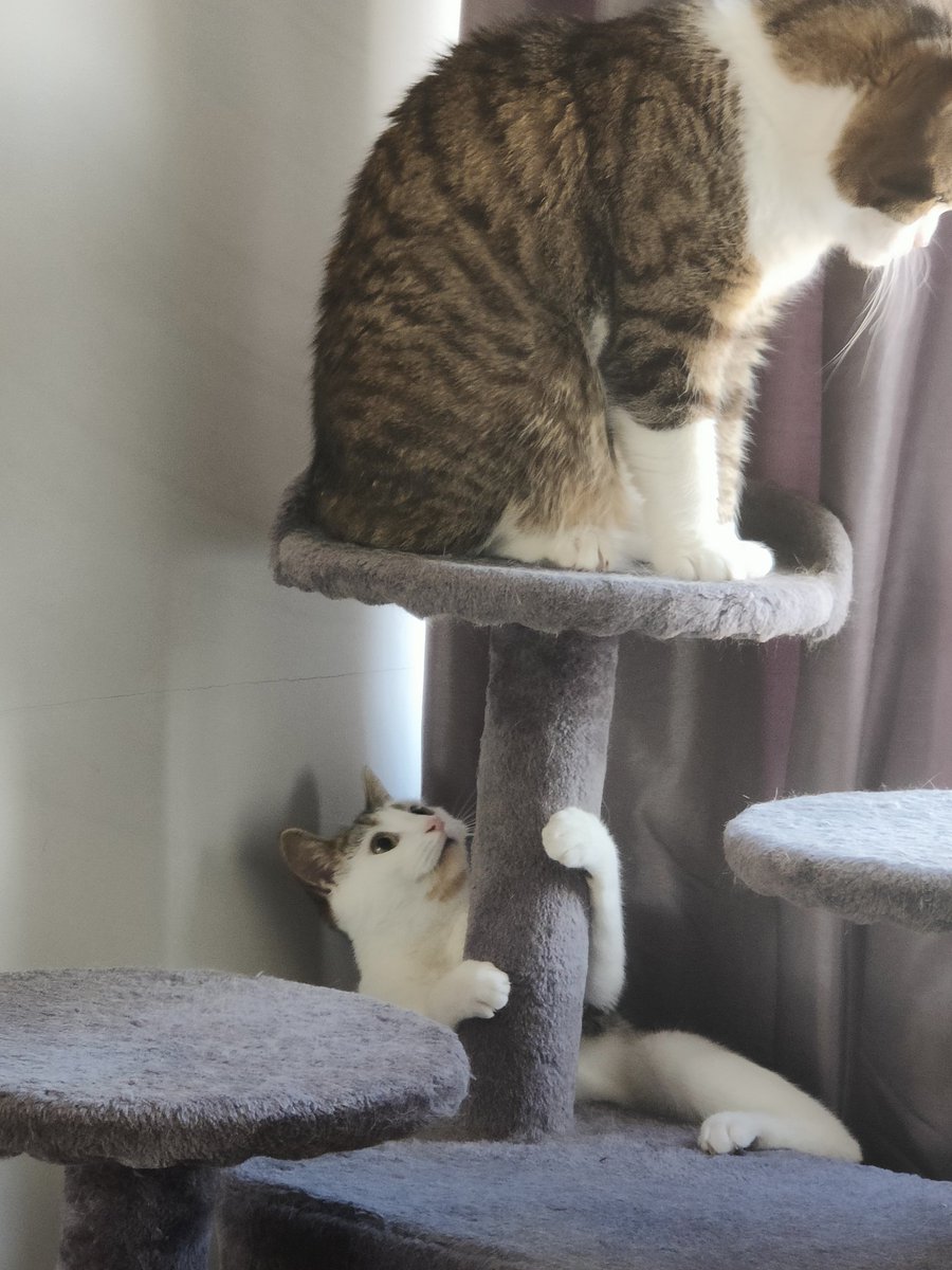 Dagon in unusual places returns, this time annoying Castiel 🤣